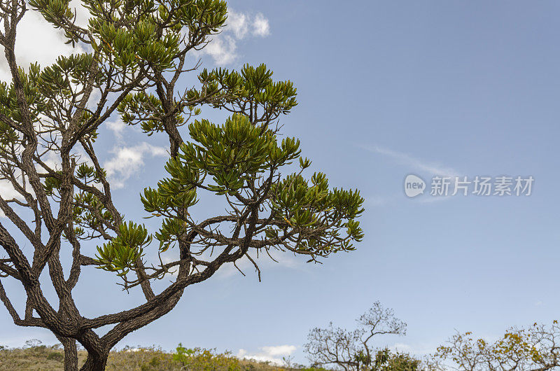 塞拉多树:Vochysia Thyrsoidea Pohl与复制空间